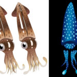 富山でホタルイカはなぜ有名？2022解禁時期や観光・お土産まとめ