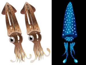 富山でホタルイカはなぜ有名？2022解禁時期や観光・お土産まとめ